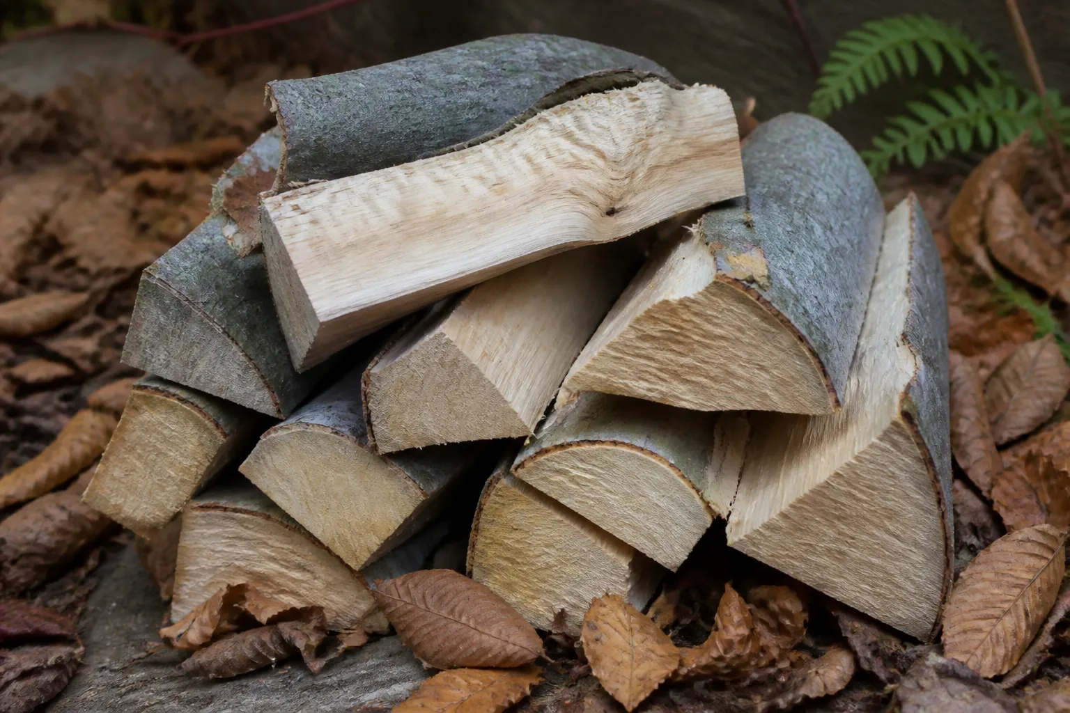Frisch gespaltene Hainbuchenscheite mit typischer hell-gelblicher Holzmaserung und grauer Borke, im Herbst im Freien gestapelt